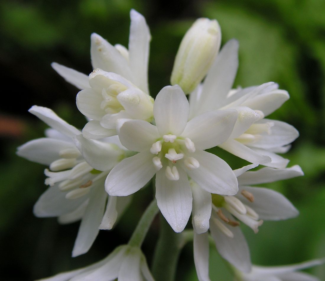 Image of Clintonia udensis specimen.