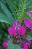 Impatiens balsamina