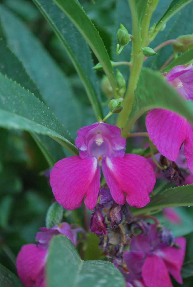 Изображение особи Impatiens balsamina.