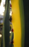 Agave americana variety marginata. Край листа. Израиль, г. Беэр-Шева, городское озеленение. 20.12.2012.