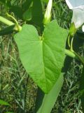 Calystegia sepium