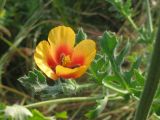 Glaucium corniculatum