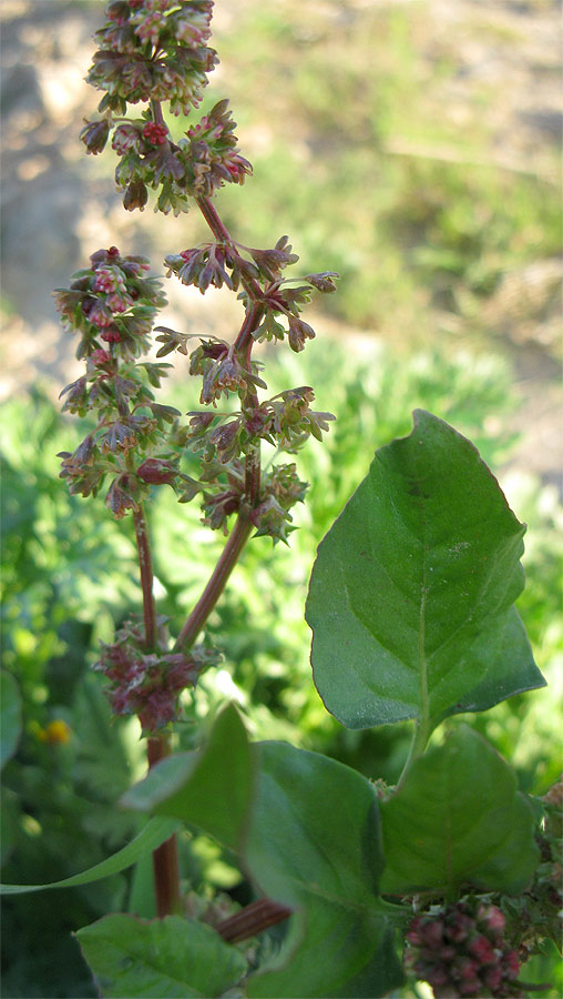 Image of Rumex spinosus specimen.