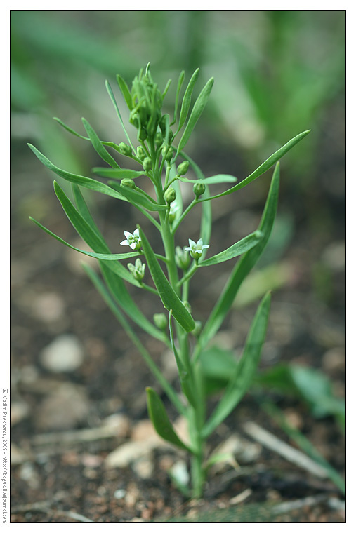 Image of Thesium ebracteatum specimen.