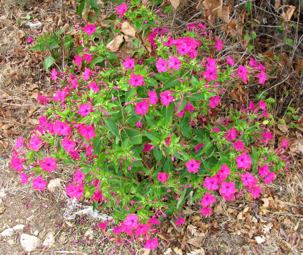 Изображение особи Mirabilis jalapa.