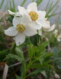 Anemonastrum brevipedunculatum