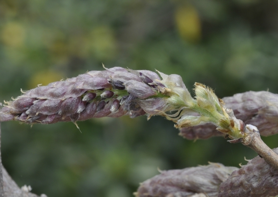 Image of genus Wisteria specimen.