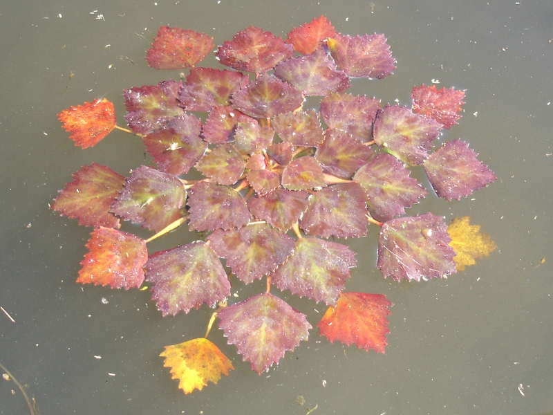 Image of Trapa pseudincisa specimen.
