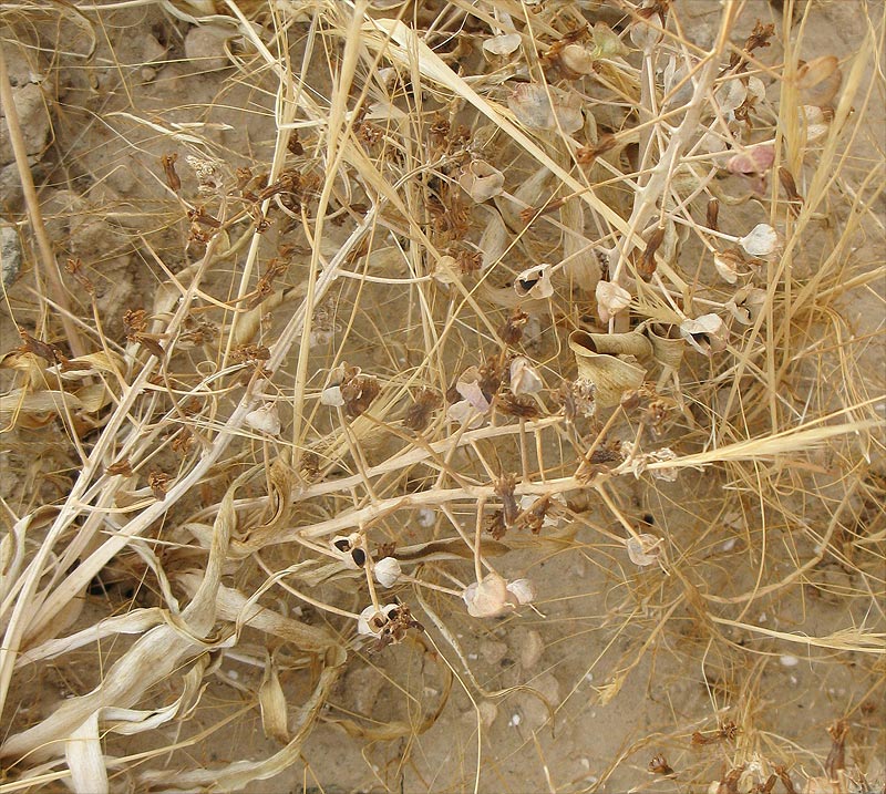 Image of genus Bellevalia specimen.