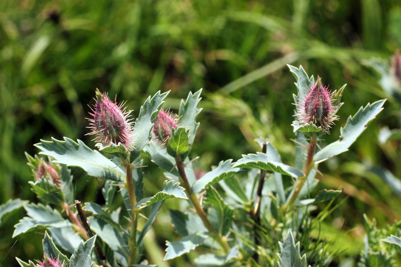 Image of Rosa persica specimen.