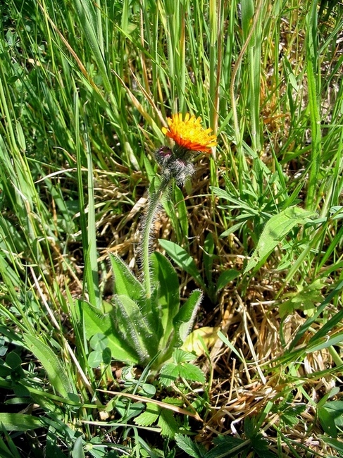 Изображение особи Pilosella aurantiaca.