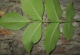 род Fraxinus