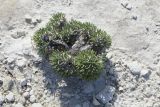 Anabasis cretacea. Растение на меловом плато. Западный Казахстан, плато Аккерегешин 45 км NO п. Кульсары. 02.05.2013.
