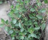 Parietaria elliptica