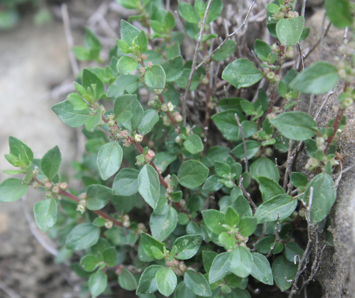 Image of Parietaria elliptica specimen.