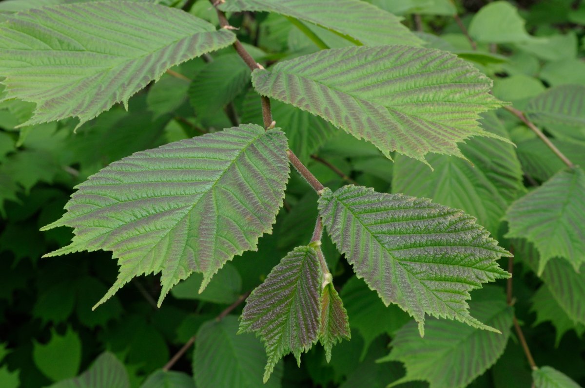 Изображение особи Ulmus laciniata.