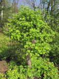 Crataegus sanguinea