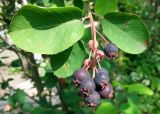 Amelanchier spicata