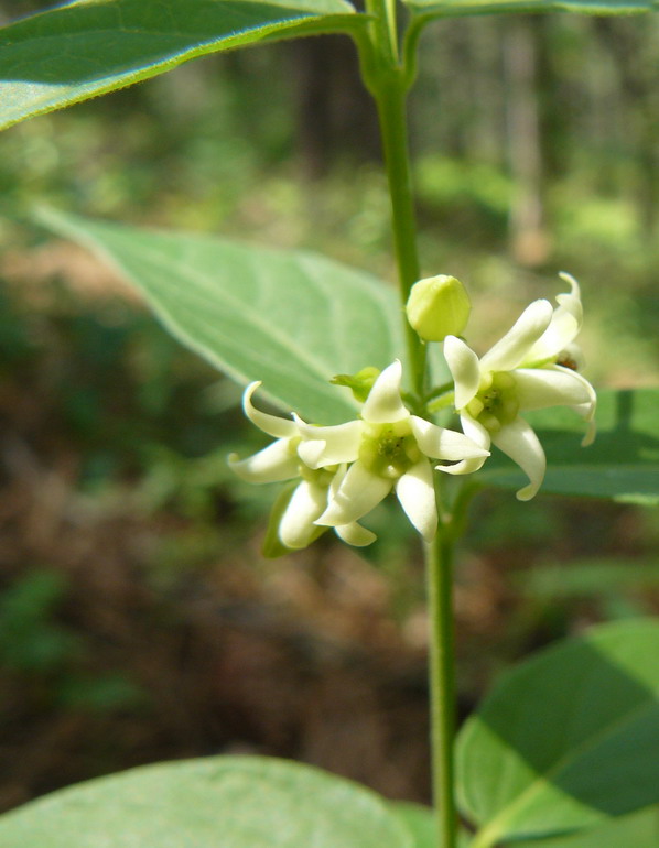 Image of Vincetoxicum hirundinaria specimen.