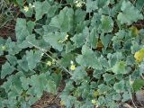 Ecballium elaterium