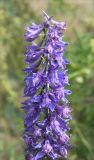 Delphinium schmalhausenii