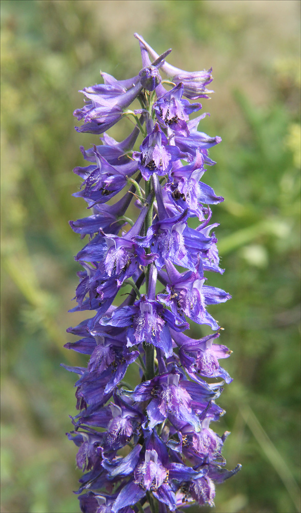 Image of Delphinium schmalhausenii specimen.