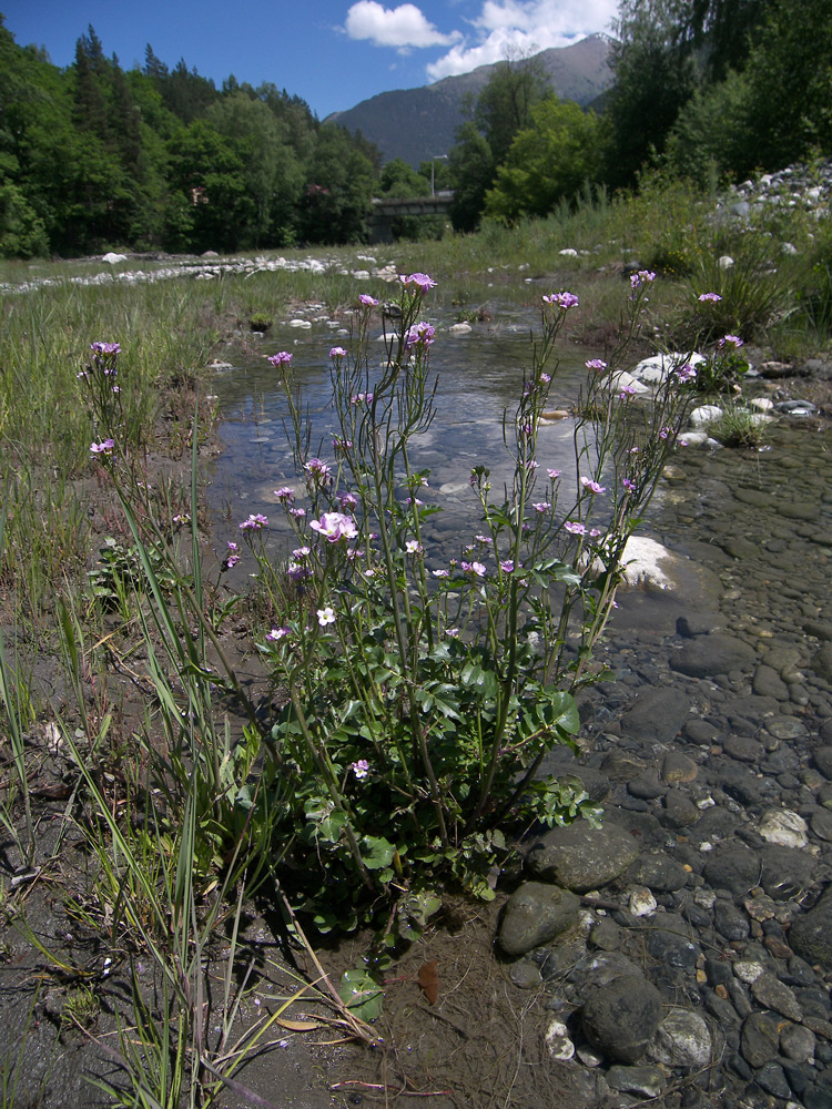 Image of Cardamine seidlitziana specimen.