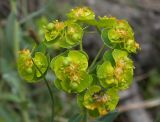 Euphorbia boissieriana. Соцветия-циатии. Карачаево-Черкесия, Теберда, гора Лысая. 29.05.2013.