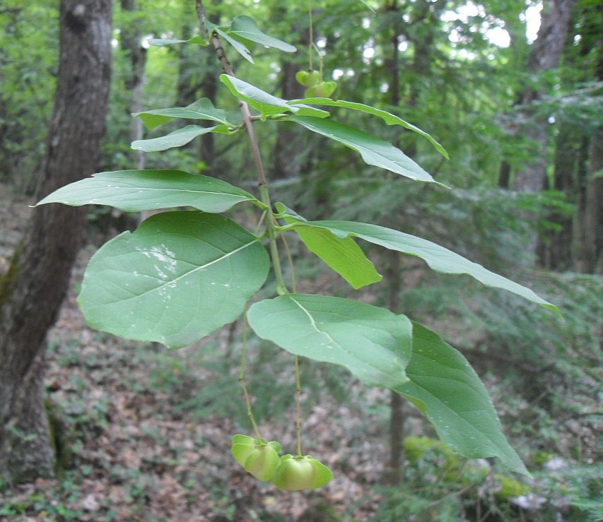 Изображение особи Euonymus latifolius.