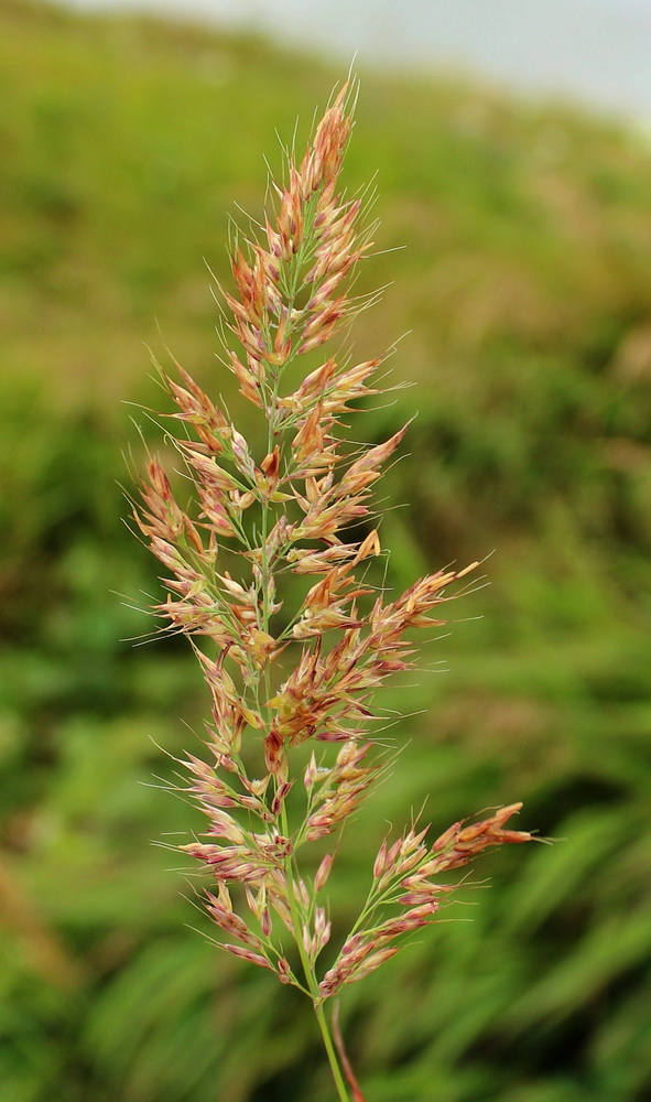 Изображение особи Calamagrostis monticola.