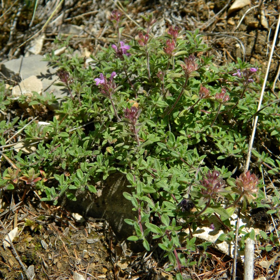 Изображение особи род Thymus.