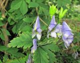 genus Aconitum. Цветки, плоды и листья. Владивосток, Ботанический сад-институт ДВО РАН. 7 сентября 2013 г.