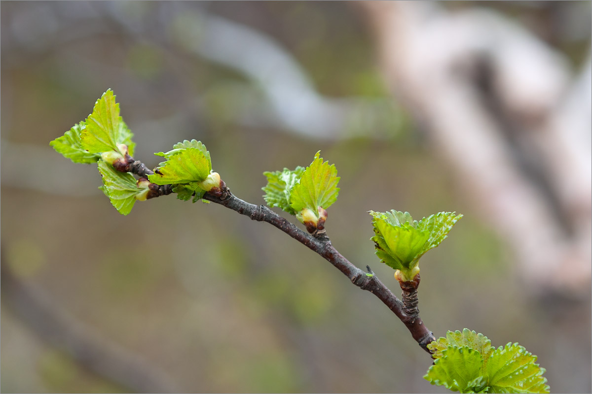 Изображение особи Betula czerepanovii.