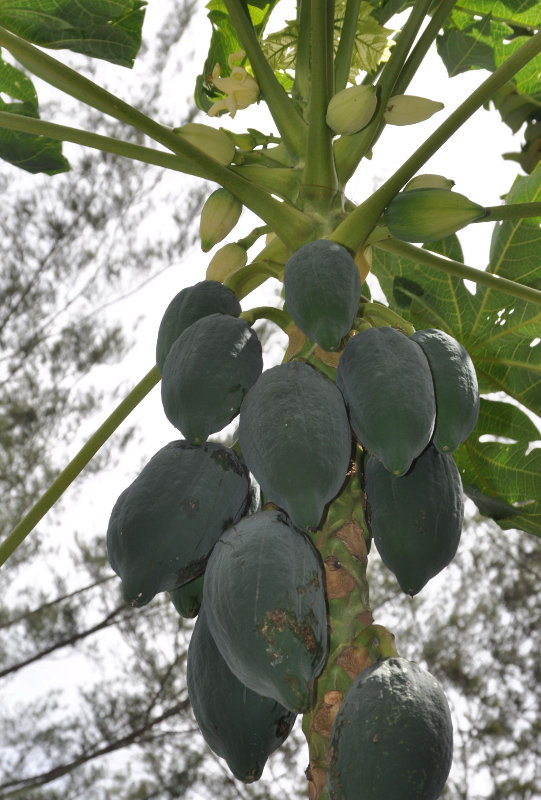 Image of Carica papaya specimen.