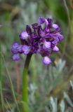 Anacamptis morio ssp. caucasica