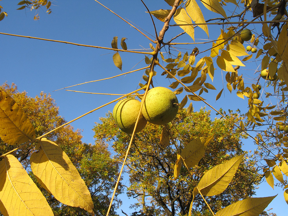 Изображение особи Juglans nigra.