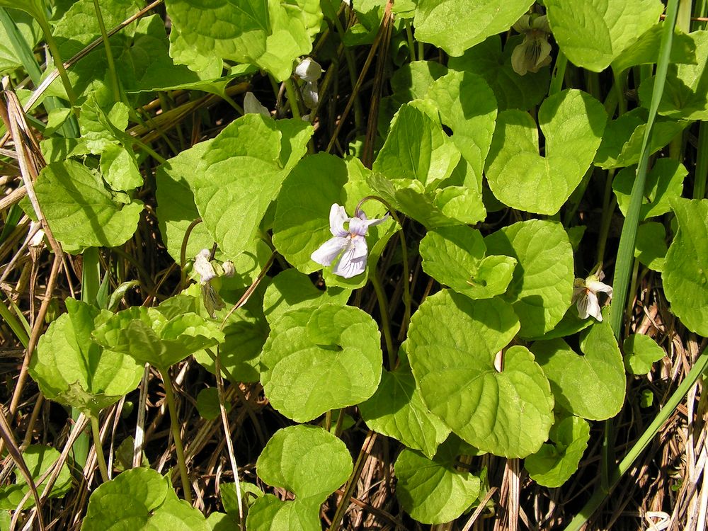 Изображение особи Viola epipsiloides.