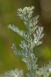 genus Artemisia. Верхушка побега с соцветиями. Краснодарский край, Приморско-Ахтарский р-н, Морозовский сельский округ, Ясенская коса. 02.06.2013.