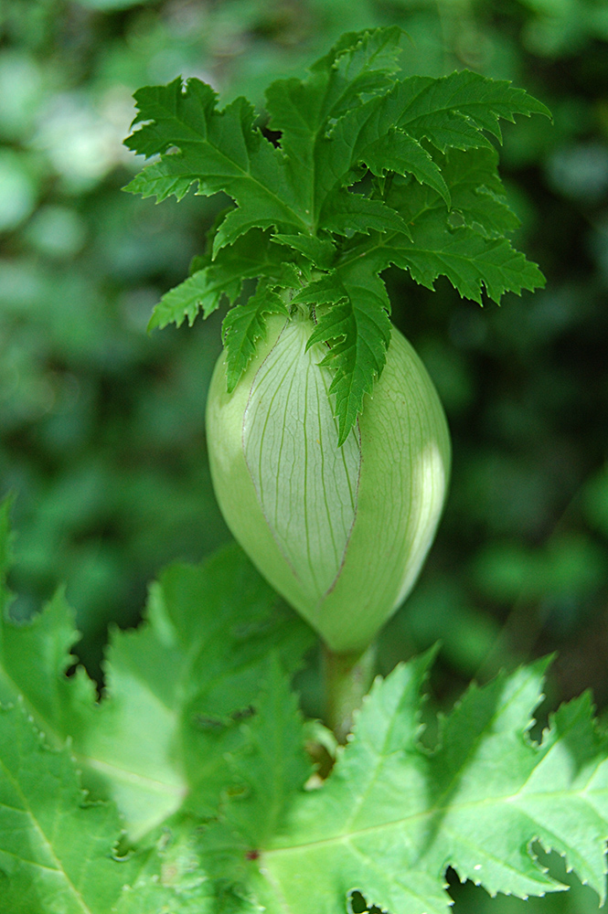 Image of Heracleum mantegazzianum specimen.