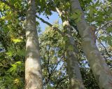 Platanus orientalis. Стволы молодых растений. Германия, г. Дюссельдорф, Ботанический сад университета. 04.09.2013.
