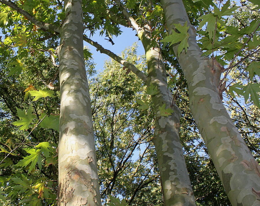 Изображение особи Platanus orientalis.