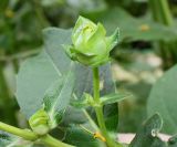 Silphium perfoliatum