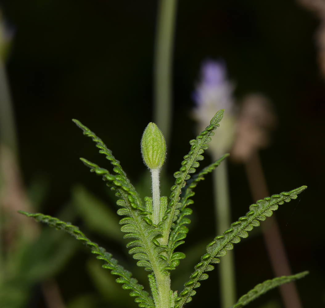 Изображение особи Lavandula dentata.