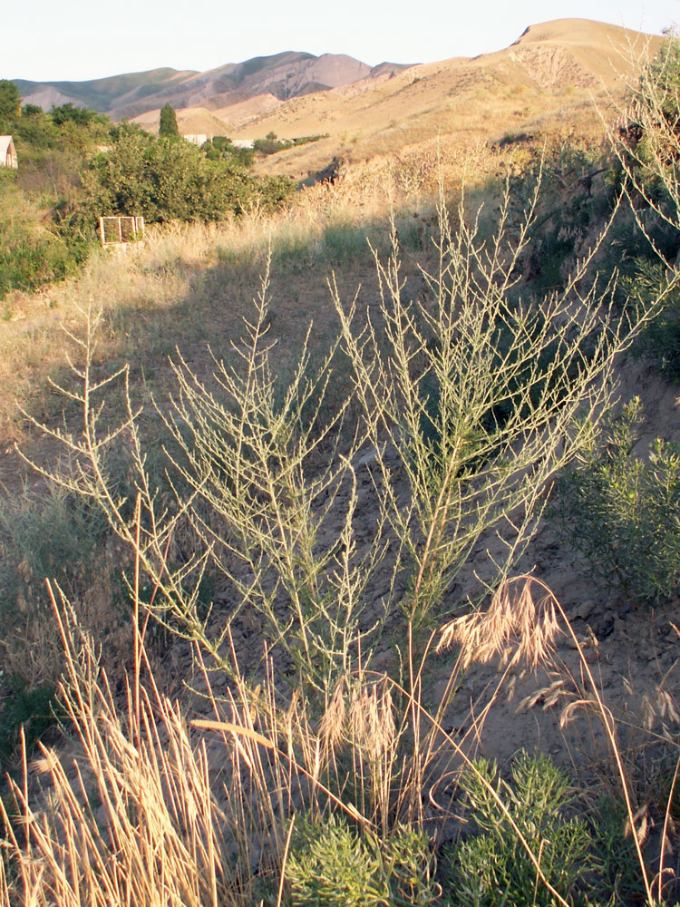 Image of genus Artemisia specimen.