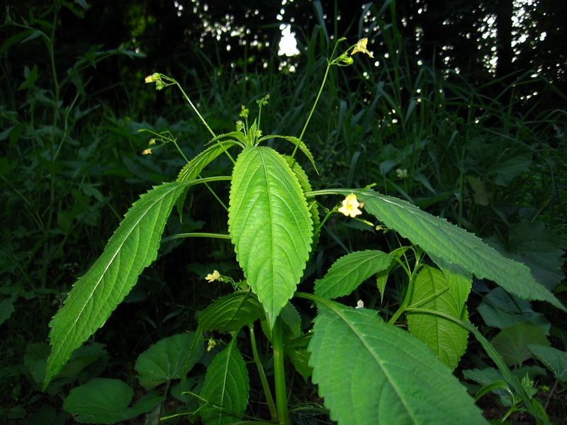 Image of Impatiens parviflora specimen.
