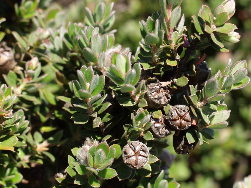 Изображение особи Leptospermum lanigerum.