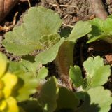 Chrysosplenium pilosum