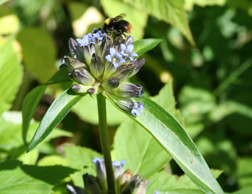 Image of Gentiana macrophylla specimen.