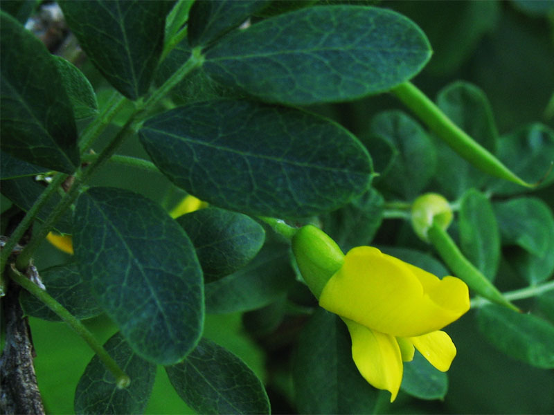 Image of Caragana arborescens specimen.