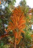 Grevillea robusta